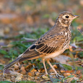 Pinarocorys nigricans (Dusky lark) 