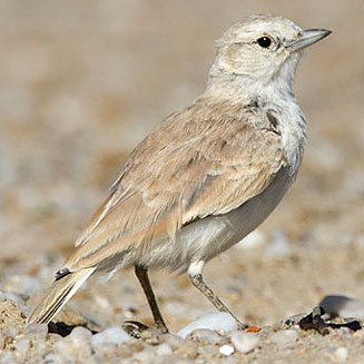 Ammomanopsis grayi (Gray's lark) 