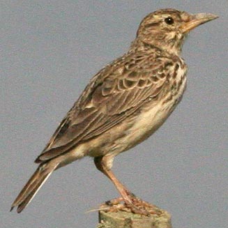 Galerida magnirostris (Large-billed lark, Thickbilled lark)
