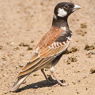 Eremopterix leucotis (Chestnut-backed sparrowlark, Chestnutbacked finchlark)