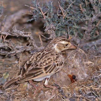 Spizocorys starki (Stark's lark)