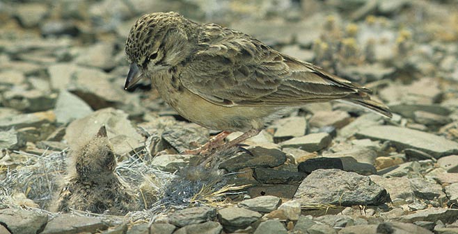 Spizocorys sclateri (Sclater's lark)