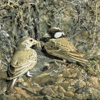 Eremopterix leucotis (Chestnut-backed sparrowlark, Chestnutbacked finchlark)