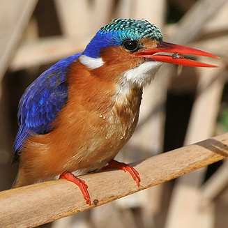 Alcedo cristata (Malachite kingfisher)