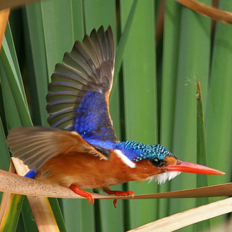 Alcedo cristata (Malachite kingfisher)