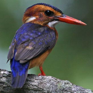 Ispidina picta (African pygmy-kingfisher, Pygmy kingfisher)