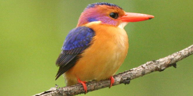 Ispidina picta (African pygmy-kingfisher, Pygmy kingfisher)