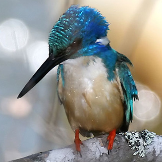 Alcedo semitorquata (Half-collared kingfisher)