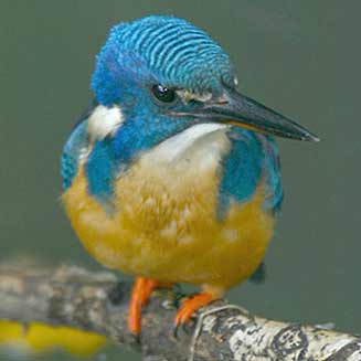 Alcedo semitorquata (Half-collared kingfisher) 