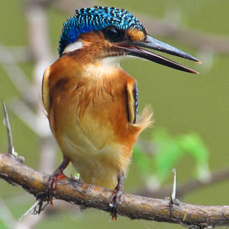 Alcedo cristata (Malachite kingfisher)