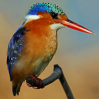 Alcedo cristata (Malachite kingfisher)