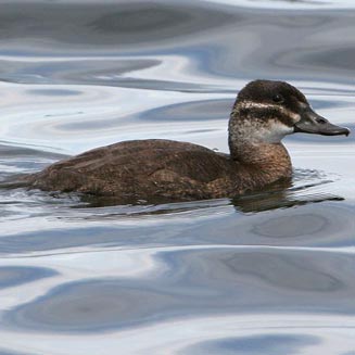 Oxyura maccoa (Maccoa duck) 