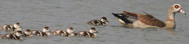Alopochen aegyptiacus (Egyptian Goose)