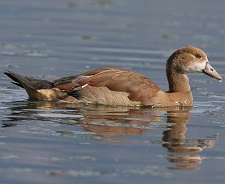 Alopochen aegyptiacus (Egyptian Goose)