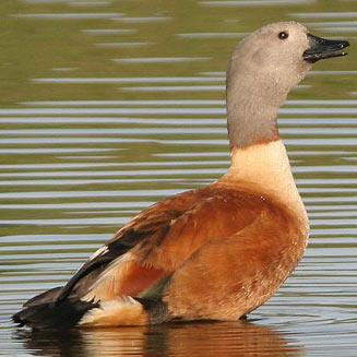 Tadorna cana (South African shelduck)