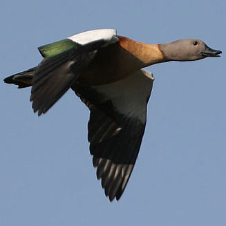 Tadorna cana (South African shelduck)