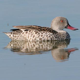Anas capensis (Cape teal)