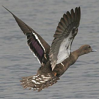 Anas sparsa (African black duck) 