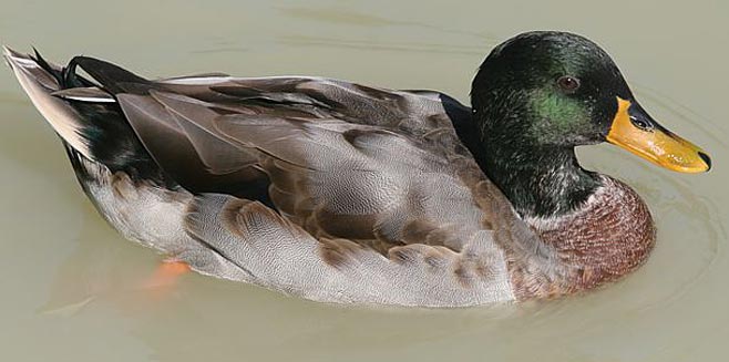 Anas platyrhynchos (Mallard) 