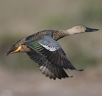 Anas smithii (Cape shoveller)
