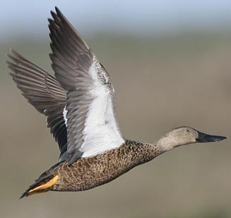 Anas smithii (Cape shoveller)