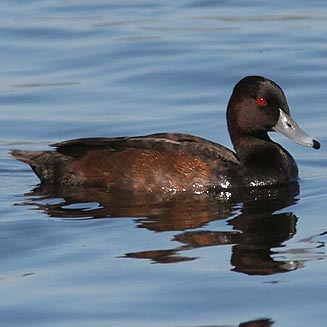 Netta erythrophthalma (Southern pochard) 