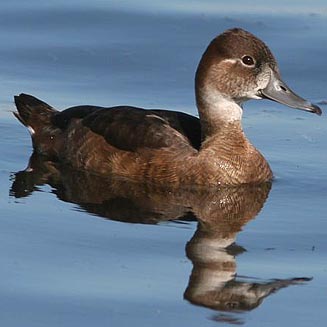 Netta erythrophthalma (Southern pochard) 