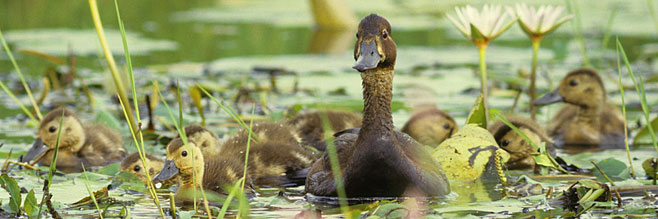 Netta erythrophthalma (Southern pochard)