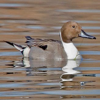 Anas acuta (Northern pintail, Pintail) 