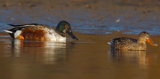 Anas clypeata (Northern shoveler, Northern shoveller)