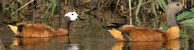 Tadorna cana (South African shelduck)