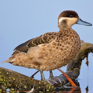 Anas hottentota (Hottentot teal)