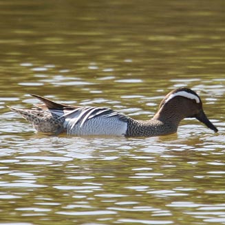 Anas querquedula (Garganey) 