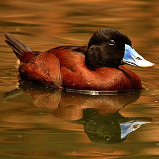 Oxyura maccoa (Maccoa duck) 