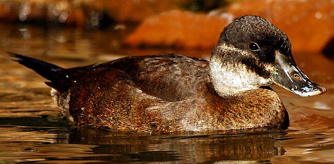 Oxyura maccoa (Maccoa duck) 