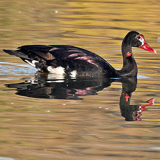 Plectropterus gambensis (Spur-winged goose) 