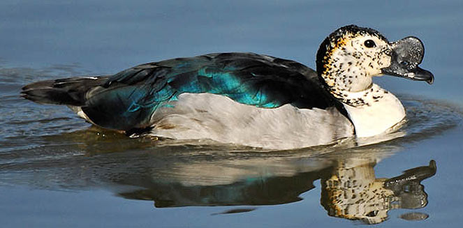 Sarkidiornis melanotos (Comb duck, Knob-billed duck) 