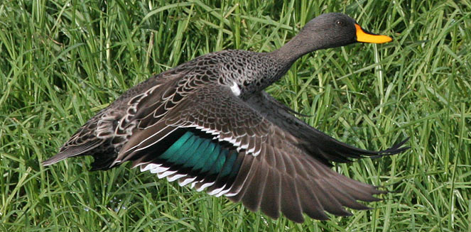 Anas undulata (Yellowbilled duck)