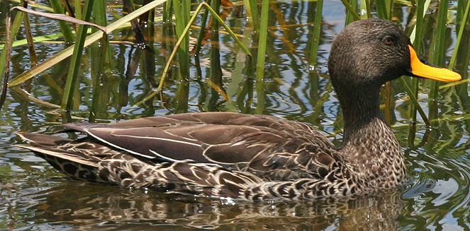 Anas undulata (Yellowbilled duck)