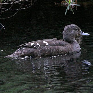 Anas sparsa (African black duck)