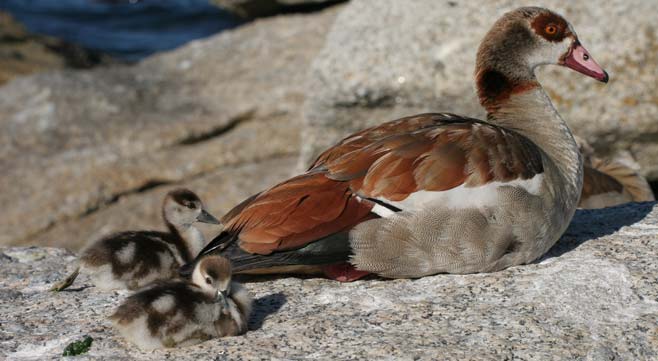 Alopochen aegyptiacus (Egyptian Goose)