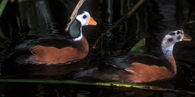 Nettapus auritus (African pygmy-goose, Pygmy goose)