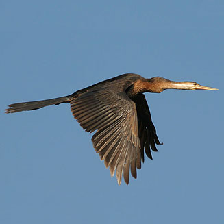 Anhinga rufa (African darter)