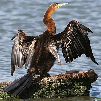 Anhinga rufa (African darter)