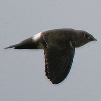 Telacanthura ussheri (Mottled spinetail)