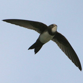 Tachymarptis melba (Alpine swift)