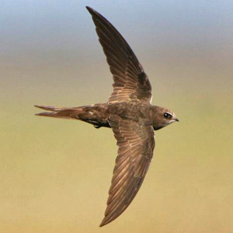 Apus apus (Common swift, European swift)