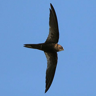 Apus barbatus (African black swift, Black swift)