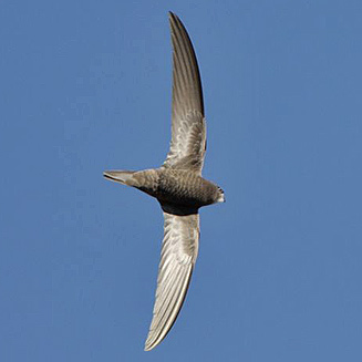 Apus bradfieldi (Bradfield's swift)