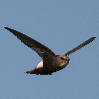 Apus affinis (Little swift)